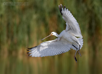 Spoonbill (Platalea leucorodia)