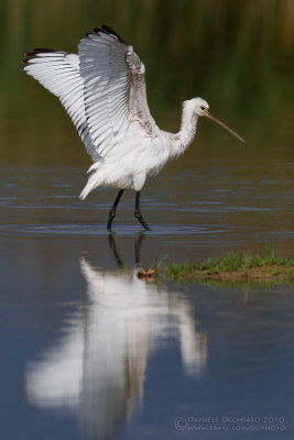 Spoonbill (Platalea leucorodia)