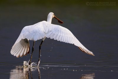 Spoonbill (Platalea leucorodia)