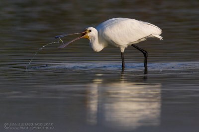 Spoonbill (Platalea leucorodia)