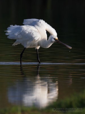 Spoonbill (Platalea leucorodia)