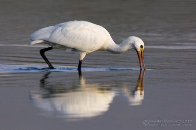 Spoonbill (Platalea leucorodia)