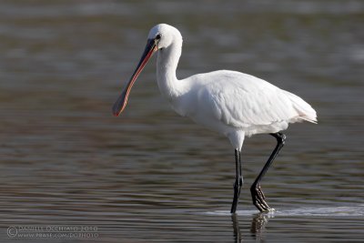 Spoonbill (Platalea leucorodia)