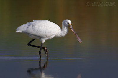 Spoonbill (Platalea leucorodia)