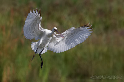 Spoonbill (Platalea leucorodia)