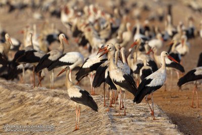 White Stork (Ciconia ciconia)