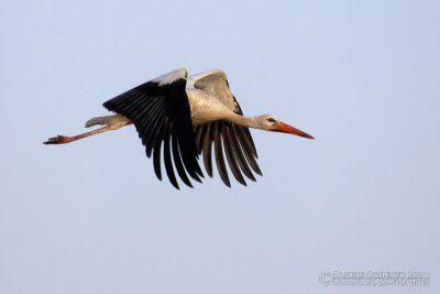 White Stork (Ciconia ciconia)