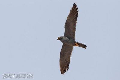 Sooty Falcon (Falco unicolor)