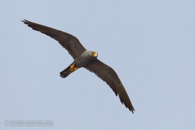 Sooty Falcon (Falco unicolor)