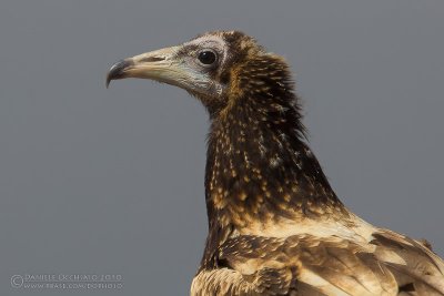 Egyptian Vulture (Neophron percnopterus)