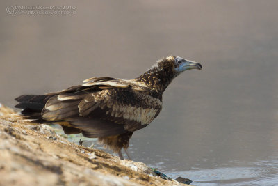 Egyptian Vulture (Neophron percnopterus)