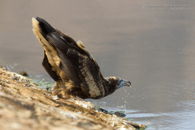 Egyptian Vulture (Neophron percnopterus)