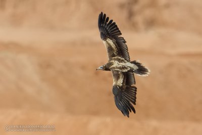 Egyptian Vulture (Neophron percnopterus)