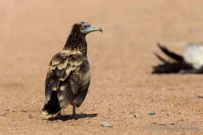 Egyptian Vulture (Neophron percnopterus)