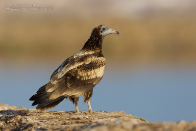 Egyptian Vulture (Neophron percnopterus)