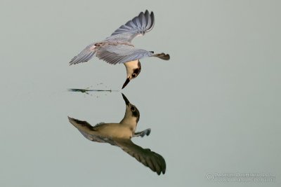 Whiskered Tern (Chlidonias hybridus)