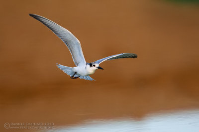 Whiskered Tern (Chlidonias hybridus)