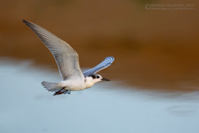 Whiskered Tern (Chlidonias hybridus)