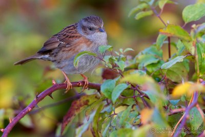 Dunnock (Prunella modularis)