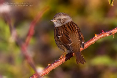 Dunnock (Prunella modularis)