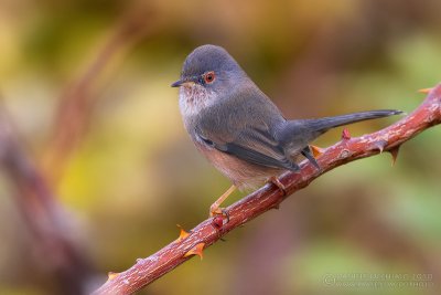 Dartford Warbler (Sylvia undata)