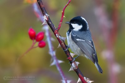 Coal Tit (Periparus ater)