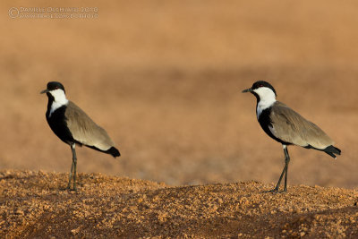 Spur-winged Lapwing (Vanellus spinosus)