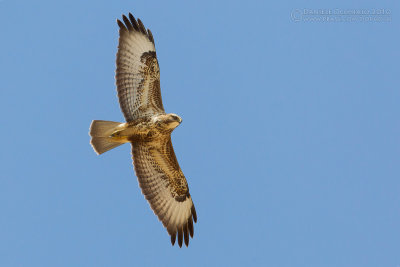 Steppe Buzzard (Buteo buteo ssp vulpinus)