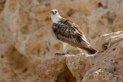 Osprey (Pandion haliaetus)