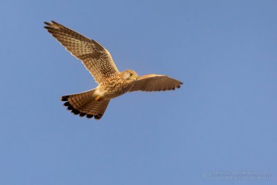 Kestrel (Falco tinnunculus)