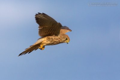 Kestrel (Falco tinnunculus)