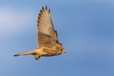 Kestrel (Falco tinnunculus)