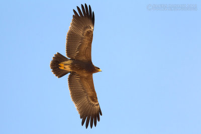 Lesser Spotted Eagle (Aquila pomarina)