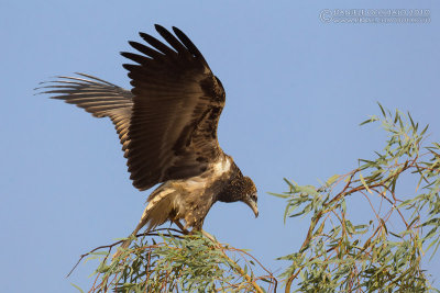 Egyptian Vulture (Neophron percnopterus)