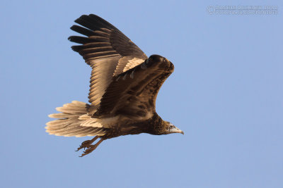 Egyptian Vulture (Neophron percnopterus)