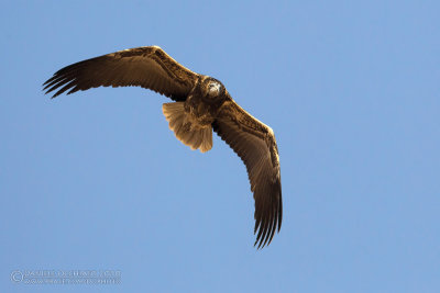 Egyptian Vulture (Neophron percnopterus)