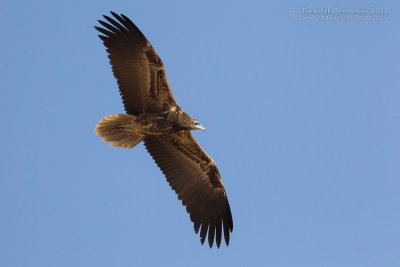 Egyptian Vulture (Neophron percnopterus)