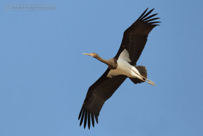 Black Stork (Ciconia nigra)