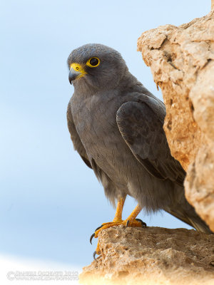 Sooty Falcon (Falco unicolore)