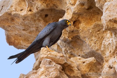 Sooty Falcon (Falco concolor)