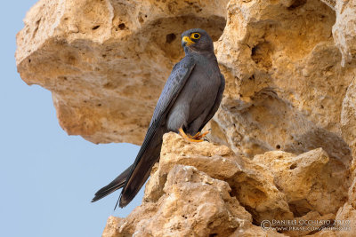 Sooty Falcon (Falco concolor)