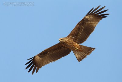 Possible Eastern Black Kite (Intergrade Black Kite x Black-eared Kite - Milvus migrans migrans x lineatus)