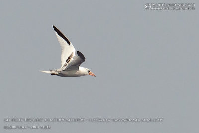 Red-billed Tropicbird (Phaethon aethereus)