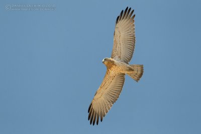 Short-toed Eagle (Circaetus gallicus)