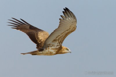 Short-toed Eagle (Circaetus gallicus)