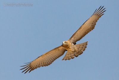 Short-toed Eagle (Circaetus gallicus)