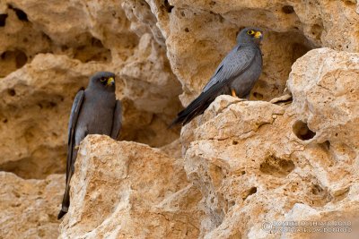 Sooty Falcon (Falco unicolor)