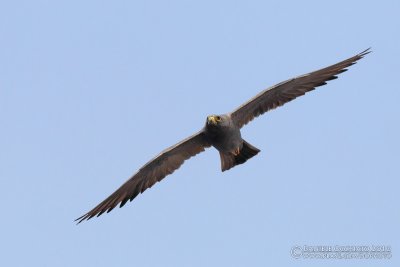 Sooty Falcon (Falco unicolor)