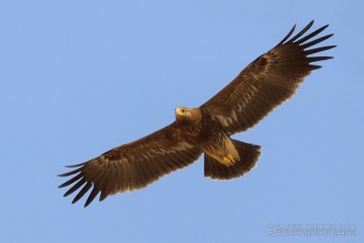 Lesser Spotted Eagle (Aquila pomarina)