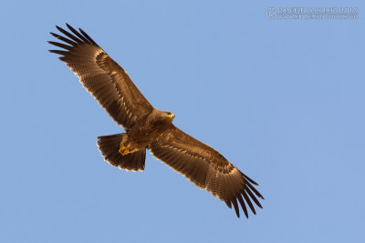 Lesser Spotted Eagle (Aquila pomarina)